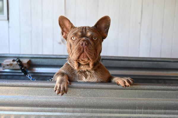 Frenchie bath and brush