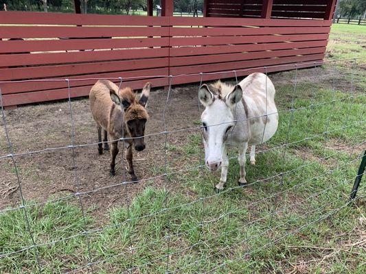 Miniature donkeys!