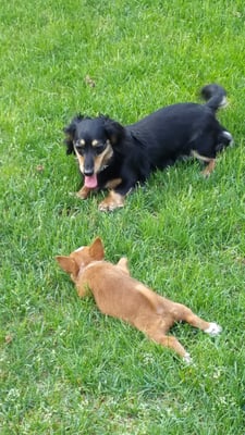 Lily and Ada taking a little break from playing.