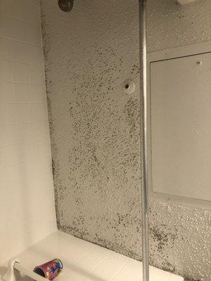 Mold everywhere