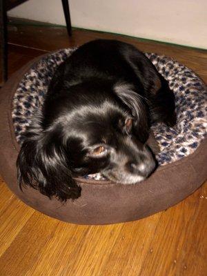 Leopard print dog bed for my girl.