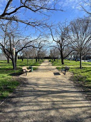 Pretty walkway lined with trees and benches