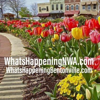 What's Happening in Northwest Arkansas, Bentonville, Rogers, Springdale, Fayetteville, Eureka Springs, Bella Vista, Centerton, Cave Springs