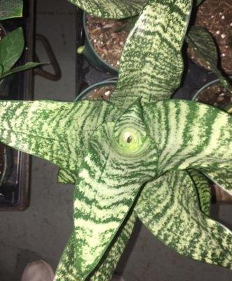 We have many varieties od Sanseveria including this Futura! call now 281-558-1500 for pricing