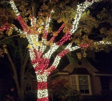 Christmas Light Installation as a Candy Cane tree