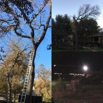 Tree Removal