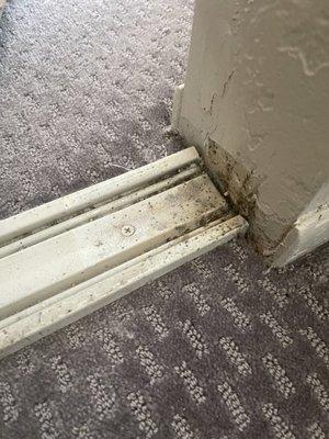 Bed bug infestation ("bed bug poop")