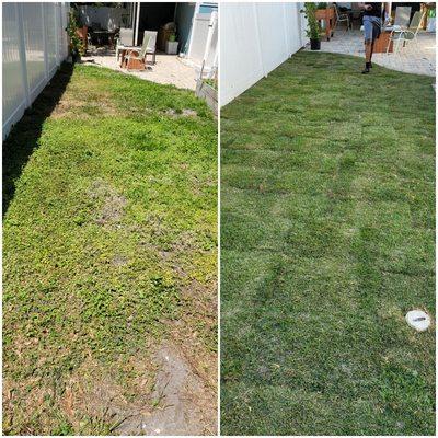 Sod Installation, Empire Zoysia. Before and after.