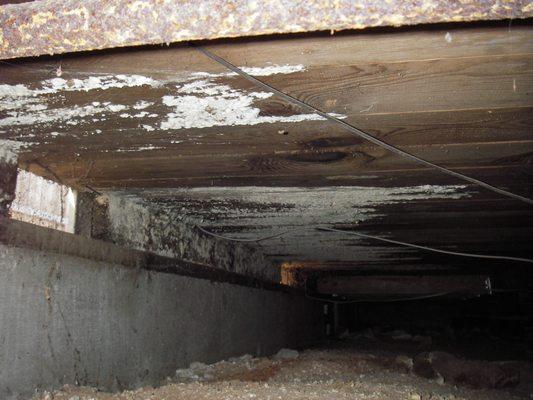 Damage uncovered: Dry rot and surface fungus found on the subfloor beneath the home.