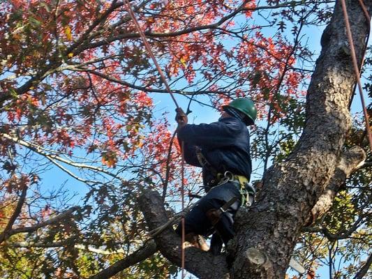 Tree Pruner