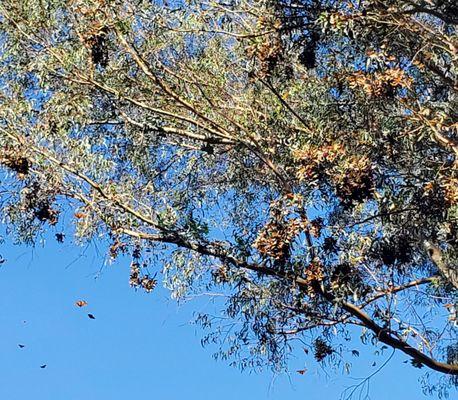 Butterflies in the trees