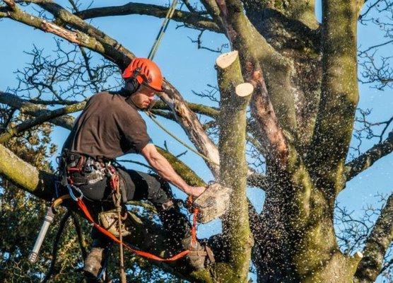 Abilene Tree Trimming