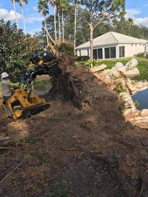 Stump grinding during hurricane Irma.