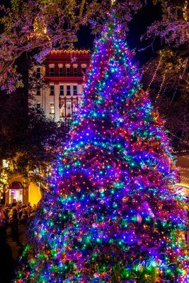 St. Augustine Plaza Christmas Tree