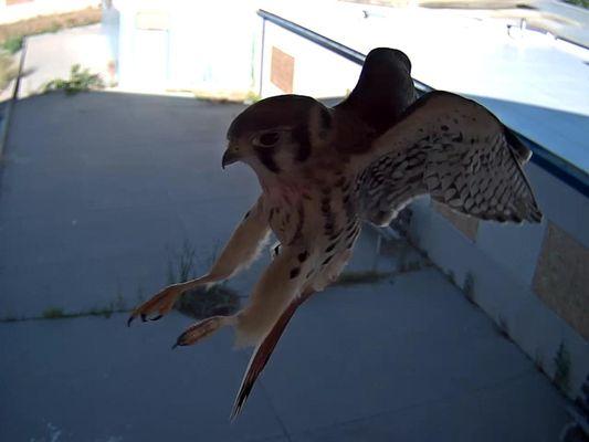 Real-Time Capture of a Hawk w/installed Surveillance Cameras