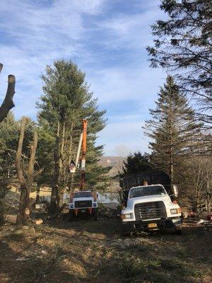 Removing trees to regain view of pond