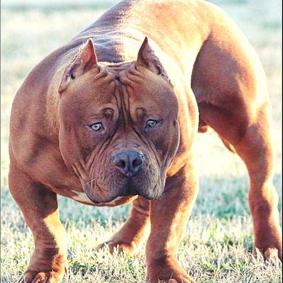 Chimera XL Bullies WarKong proudly owned by Big.Beast.Bullies. 
 Age: 3 years old
 Weight: 155lbs
 Head: 29.9"