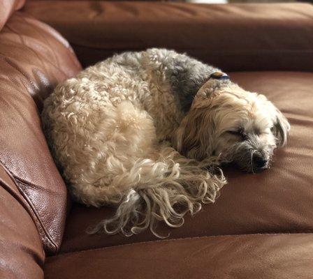 One tired puppy after a morning playing.