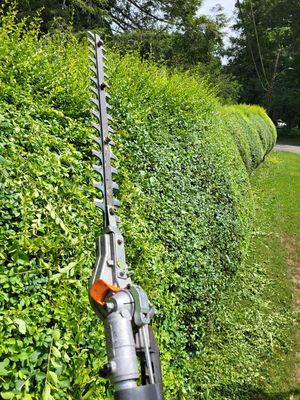 Large hedge trimming.