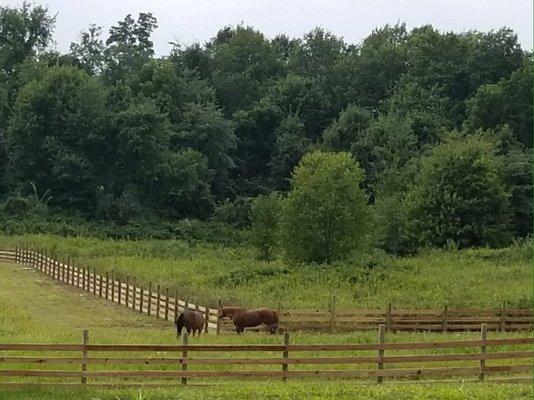 Huge pastures for ample turnout