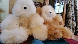 Softest teddy bears with alpaca fleece