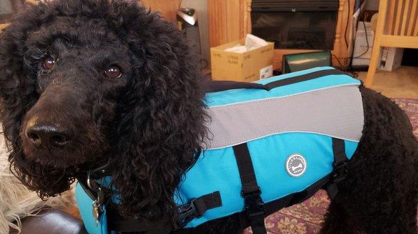 Ollie in Lifejacket