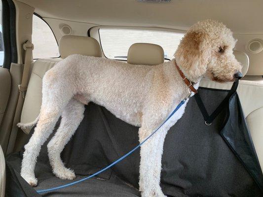 Simple shave. Dog pictured is a golden doodle.