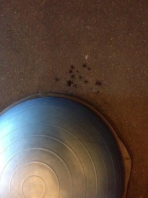 My sweat drops next to my Bosu Ball