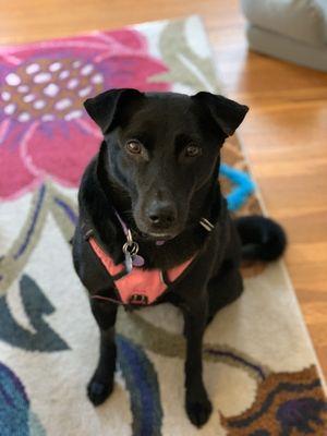 Annie is ready for her walk!