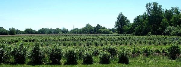 Starbuck's Blueberry Farm