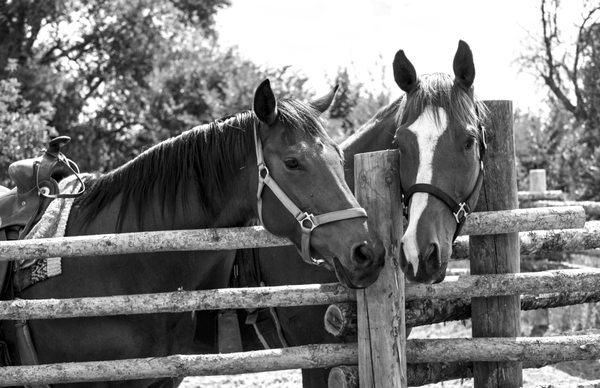 Emmy & Henry