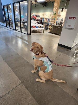 Leaving the Ruffwear store after our 1st visit