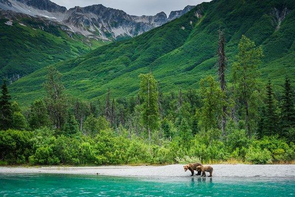 Coastal Alaska Brown Bear sow and cub at Lake Clark National Park [Brown Bear Photo Safari]