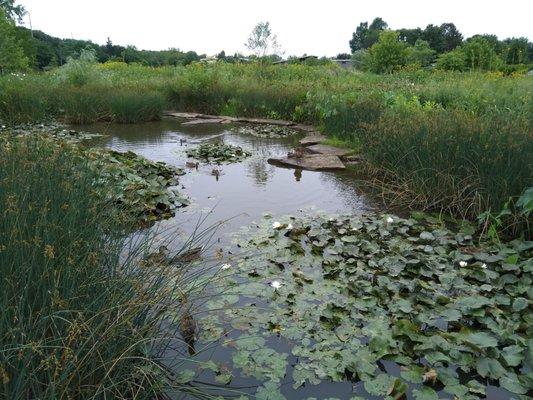 Wetland view with ducks