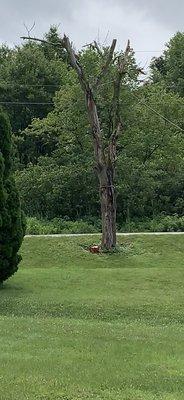 Tree by powerlines and road