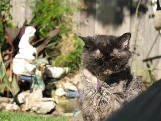 Meg enjoining the sun before killed by the Turlock Pound for looking bad. Her eyes are closed and she has balding over eyes from allergies