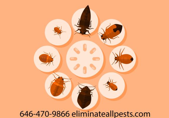 Bed Bug Pest Control Brooklyn  www.eliminateallpests.com