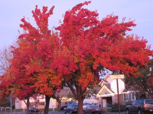 Autumn colors in Petaluma, 2010