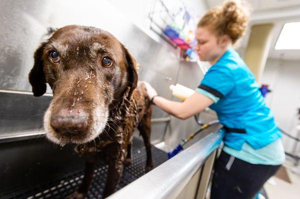 Canine Divine Spa