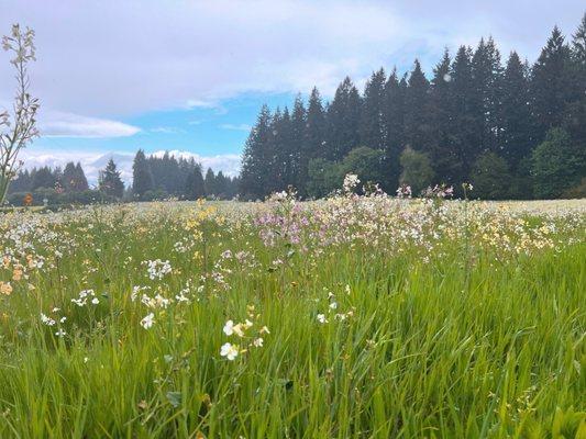 Wildflowers in meadow