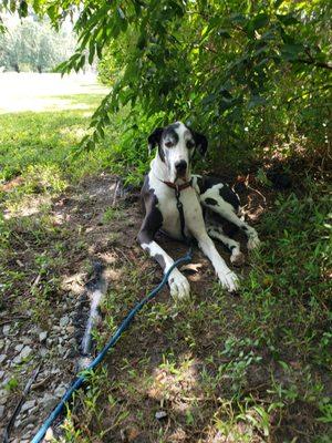 A Bark Above Mobile Pet Grooming