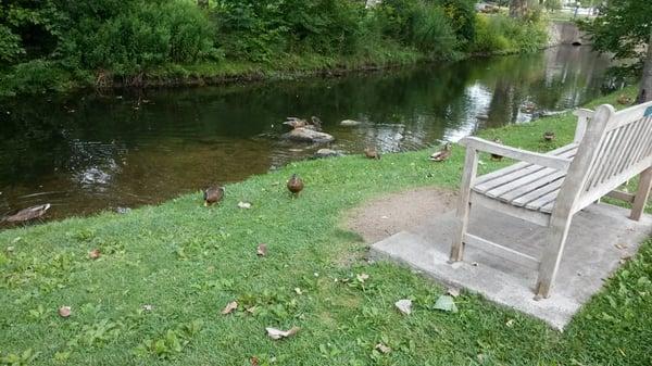 Ducks at Depot Park, Clarkston, MI.