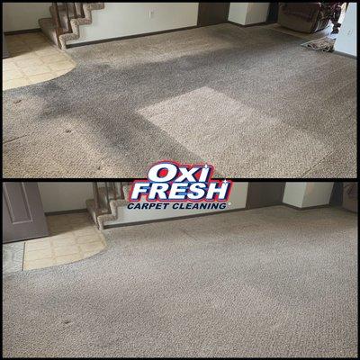 Carpet Stains can come out easy with Oxi Fresh Carpet Cleaning