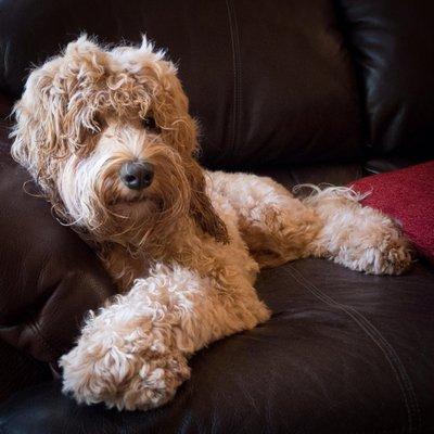 Dezzy is enjoying his new haircut from Spicer's Shaggy Dog!