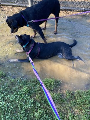 Zelda and her Best Buddy Storm!! Guess who had a bath after this visit to the park?!