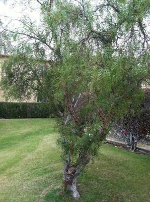 One of the many trees on the property, all well maintained.