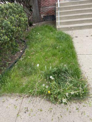 Dandelion weed infestation