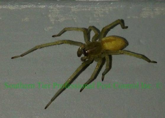 Yellow Sac Spider