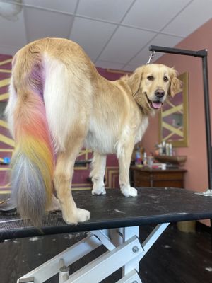 Rainbow tail