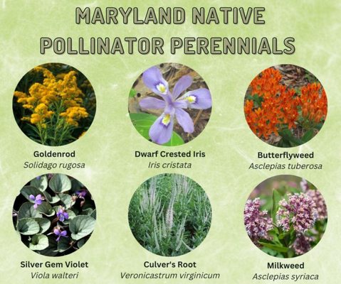 At Ecoscapes, LLC we are huge fans of native plants that support local pollinators!